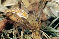 Peucetia viridis Peucetia viridis
