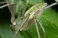 Peucetia viridis