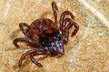 Ixodes ricinus