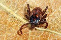 Ixodes ricinus