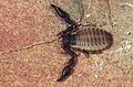 Rhacochelifer sp.