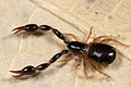 Olpium pallipes