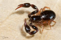 Olpium pallipes