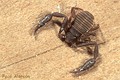 Mesochelifer fradei