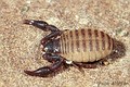 Rhacochelifer sp.