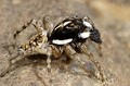 Menemerus semilimbatus