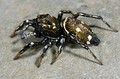 Heliophanus sp.