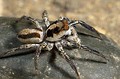 Plexxipus sp.