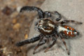 Thyene imperialis macho Thyene imperialis macho