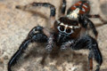 Thyene imperialis macho