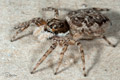 Menemerus semilimbatus