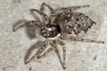 Menemerus semilimbatus