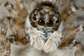 Menemerus semilimbatus
