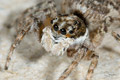 Menemerus semilimbatus