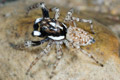 Menemerus semilimbatus