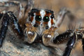 Plexippus paykulli