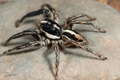Plexippus paykulli Plexippus paykulli