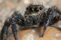 Plexippus paykulli