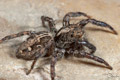 Plexippus paykulli