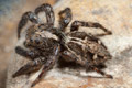 Plexippus paykulli