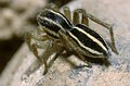 Phlegra fasciata Phlegra fasciata