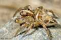 Evarcha sp.