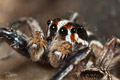 Plexippus paykulli