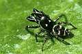 Salticus scenicus