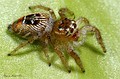 Thyene imperialis