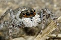 Menemerus semilimbatus Menemerus semilimbatus