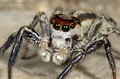 Plexxipus sp. Plexxipus sp.