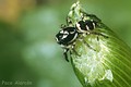 Salticus scenicus