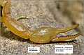 Buthus ibericus. Caracteres de identificaci