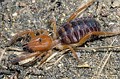Gluvia dorsalis