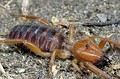 Gluvia dorsalis