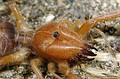 Gluvia dorsalis