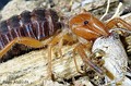 Gluvia dorsalis