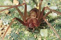 Loxosceles rufescens
