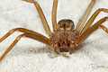 Loxosceles rufescens