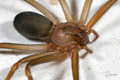 Loxosceles rufescens