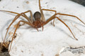 Loxosceles rufescens