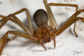 Loxosceles rufescens