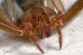 Loxosceles rufescens