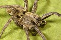 Lycosidae indeterminada Lycosidae indeterminada