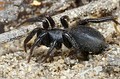 Gnaphosidae sin determinar
