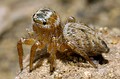 Salticidae sin determinar