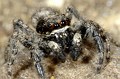 Salticidae sin determinar