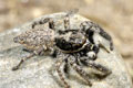 Salticidae sin determinar