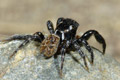 Salticidae sin determinar