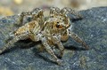 Salticidae sin determinar